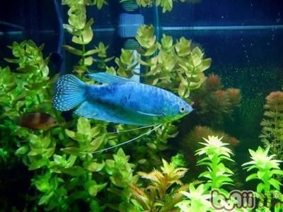 龍魚能人工繁殖嗎：龍魚人工繁殖成功案例表明，龍魚的人工繁殖是完全可行的