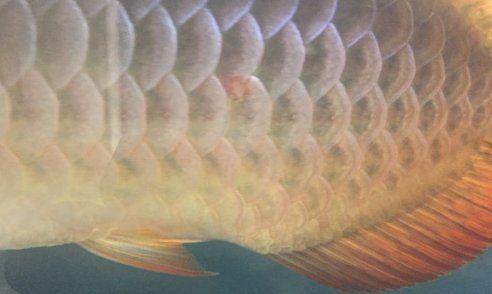 龍魚外寄生蟲治療方法
