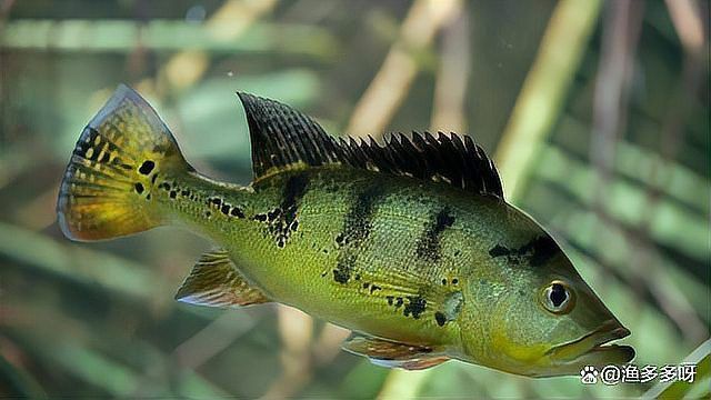 龍魚外寄生蟲治療方法