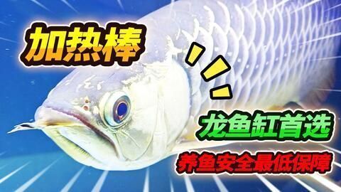 龍魚必須喂活食嗎為什么：養殖龍魚時需要考慮氧氣的供應問題