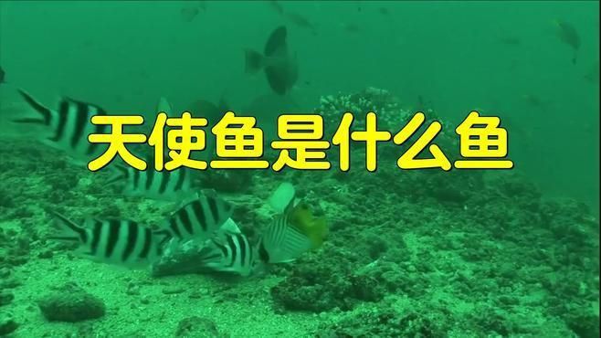 綠衣天使魚是什么魚