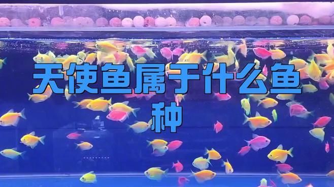 綠衣天使魚是什么魚