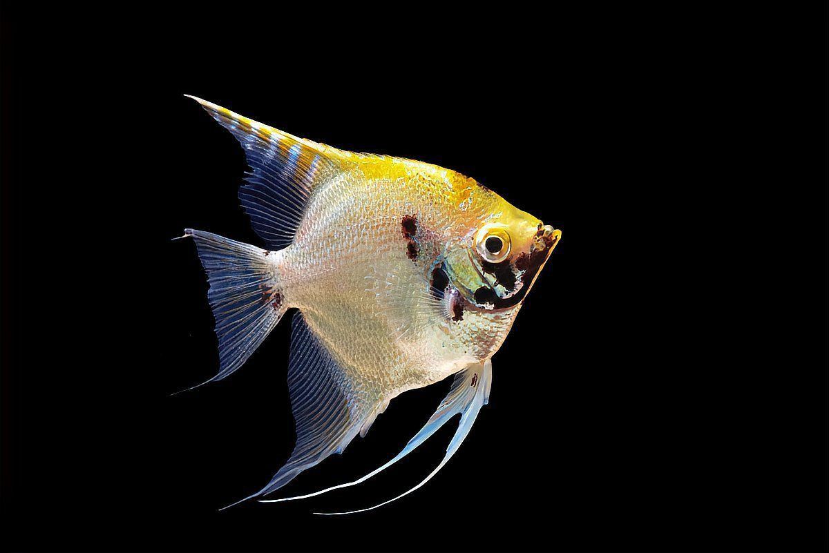 綠衣天使魚是什么魚