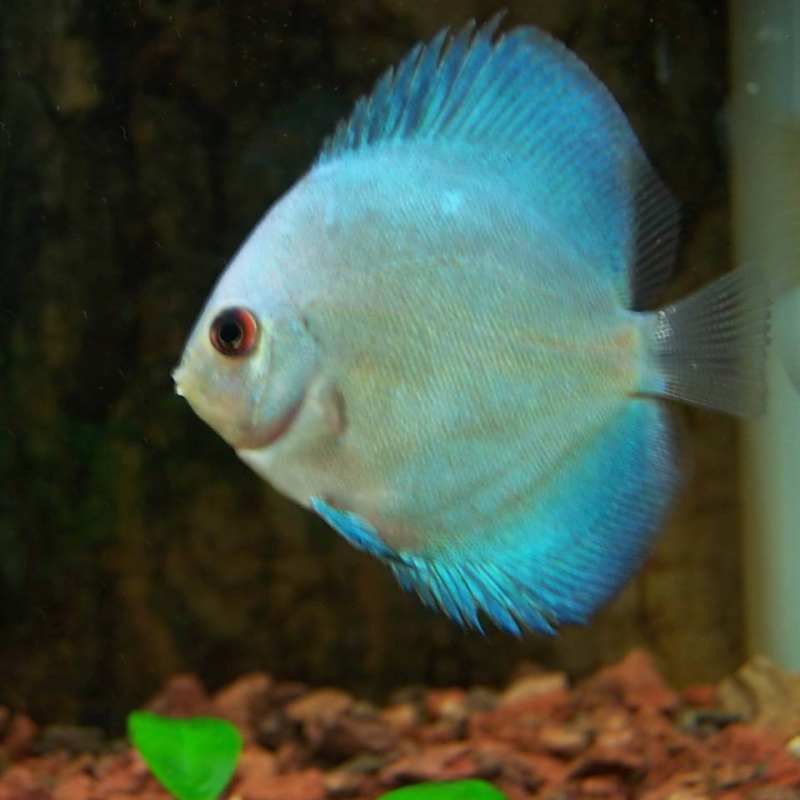 綠衣天使魚是什么魚