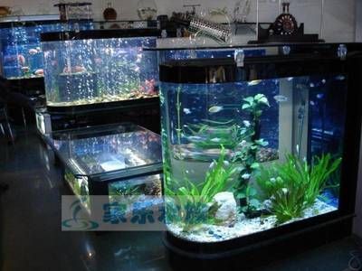 龍魚可以養在水草缸嗎：龍魚可以在水草缸中養殖嗎