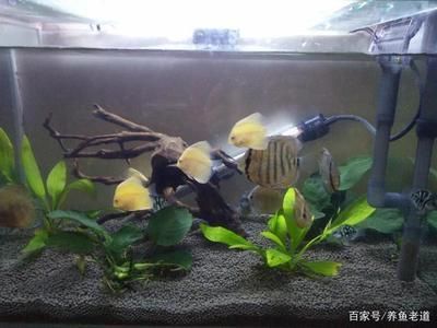 龍魚和虎魚總打架的解決辦法