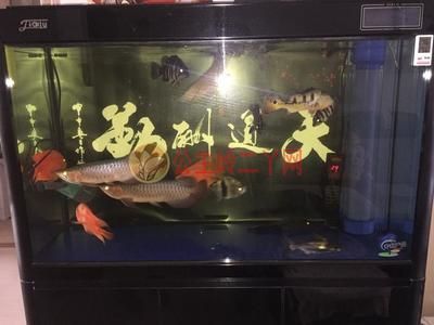 龍魚不游動 在魚缸一角：為什么龍魚不游動在魚缸一角