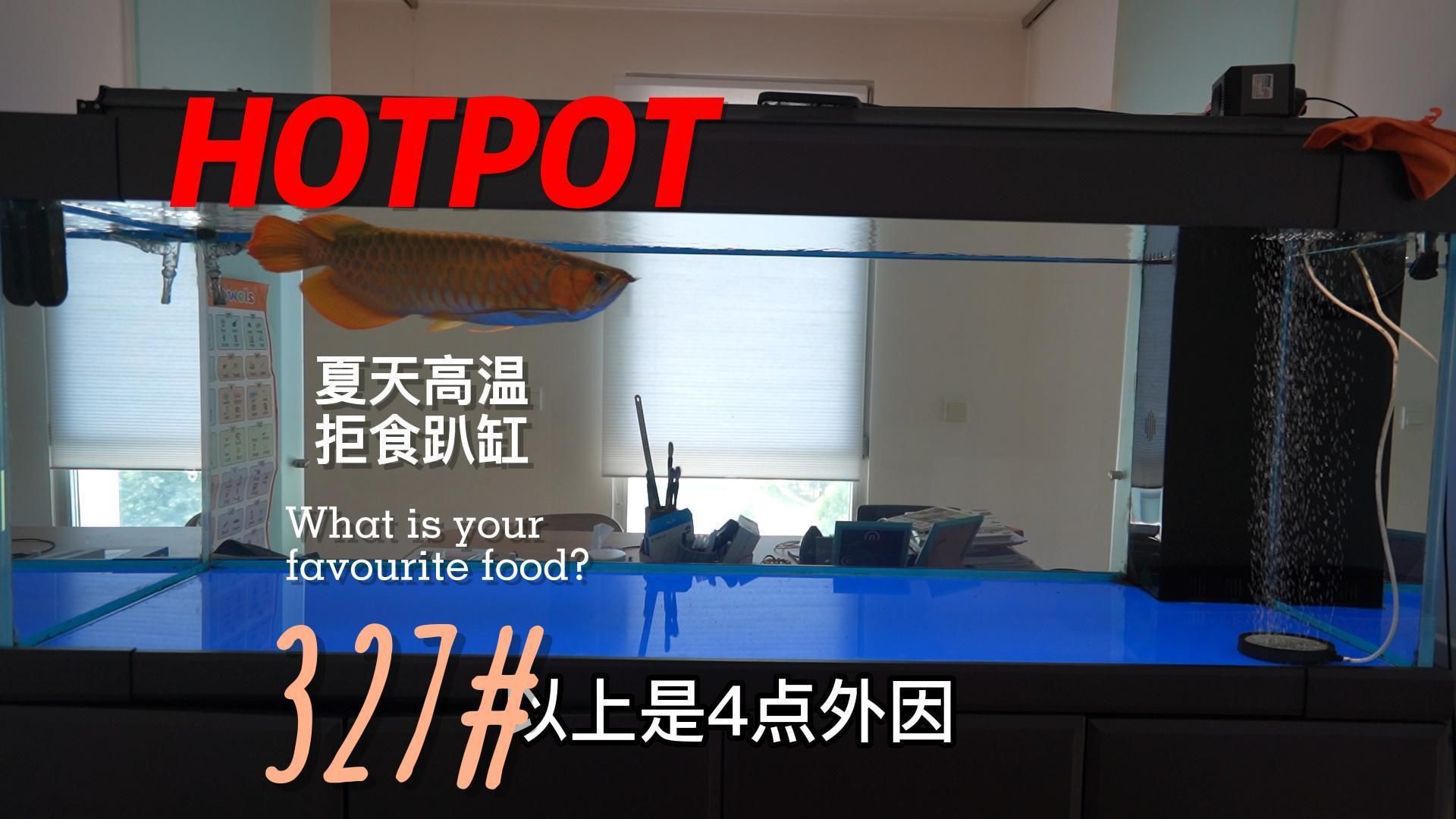 如何預防龍魚拒食？
