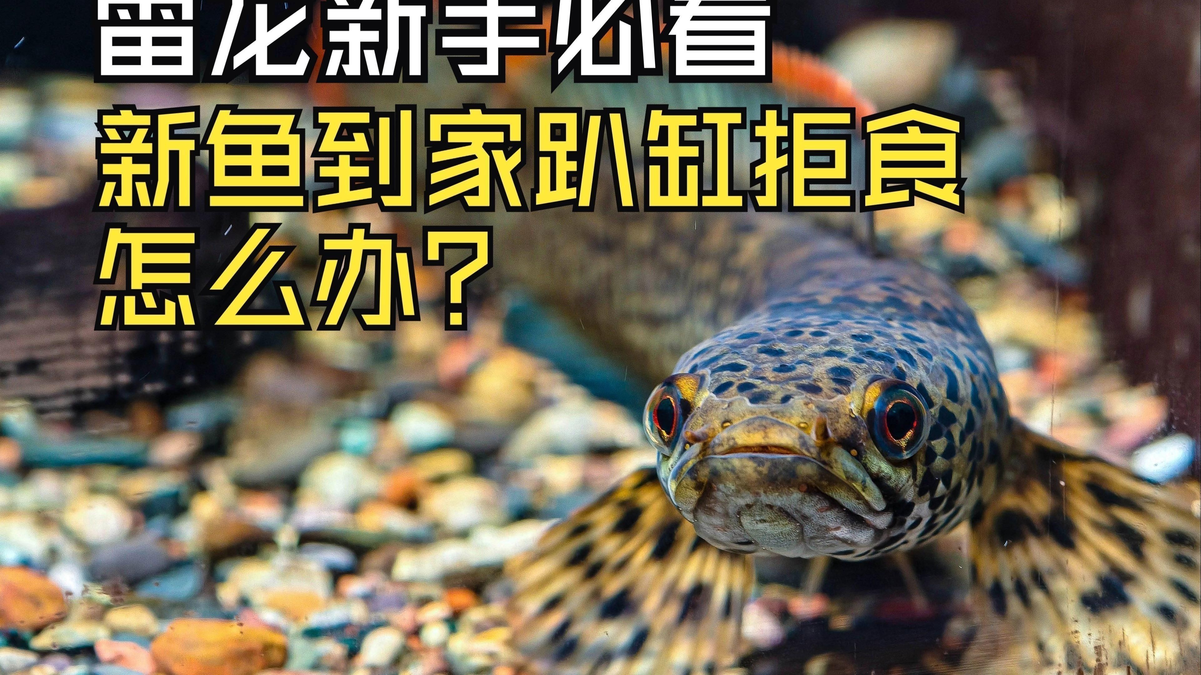 如何預防龍魚拒食？