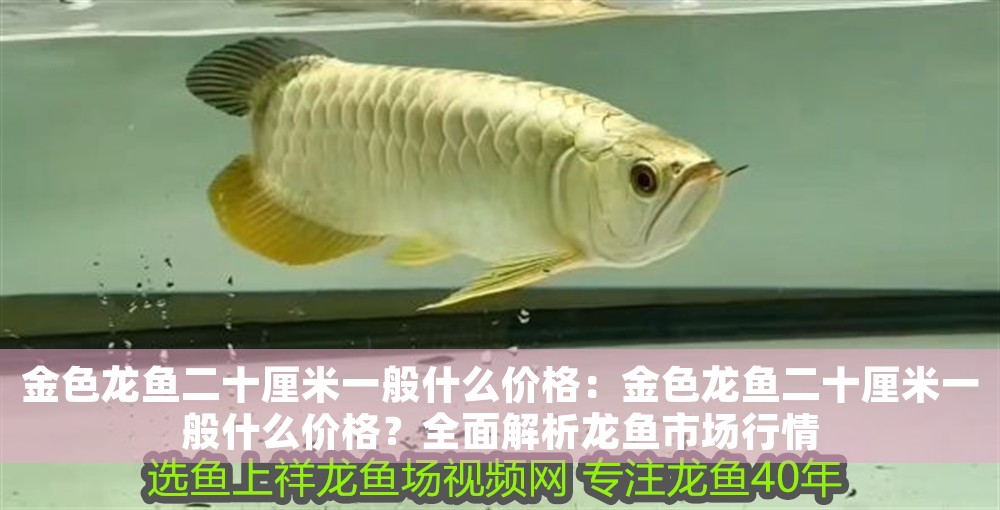 金色龍魚(yú)二十厘米一般什么價(jià)格：金色龍魚(yú)二十厘米一般什么價(jià)格？全面解析龍魚(yú)市場(chǎng)行情