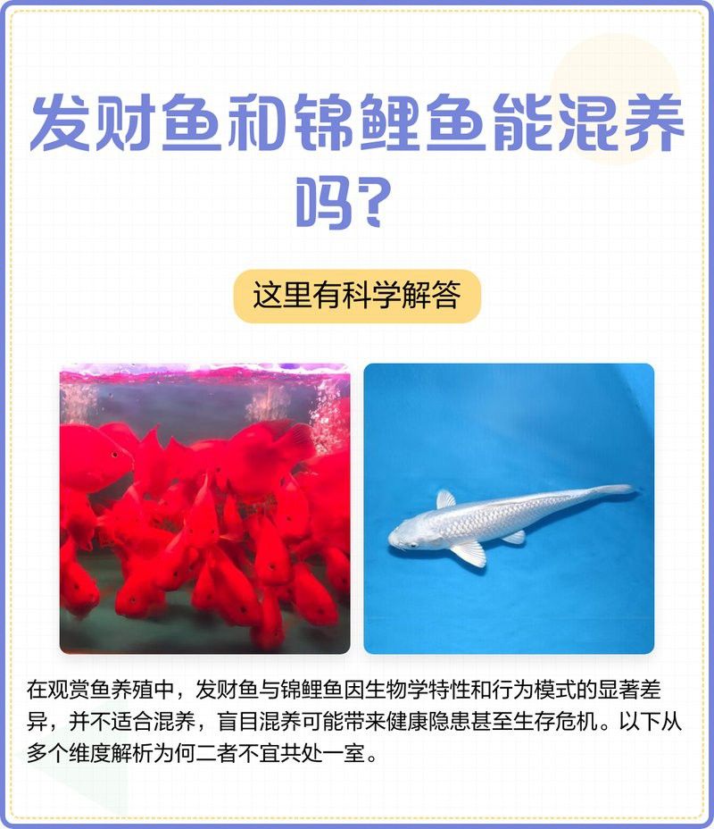 金龍魚和發財魚混養