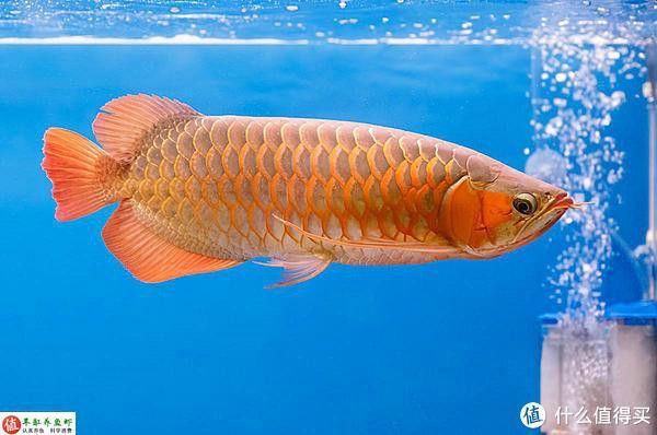 金龍魚和發財魚混養