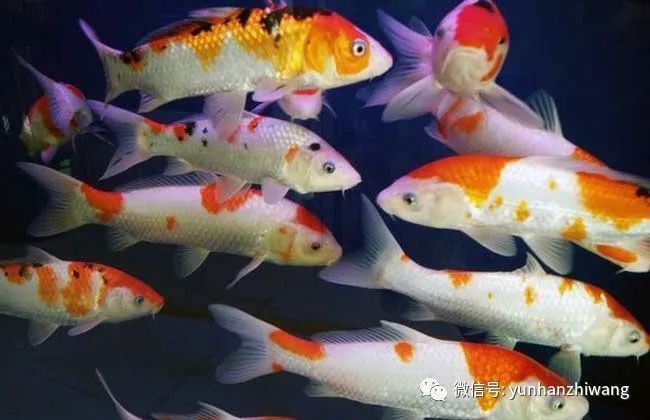 錦鯉多少錢一條價格表