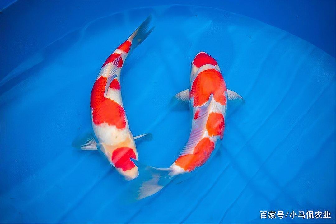 錦鯉多少錢一條價格表