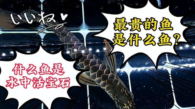 錦鯉多少錢一條價格表