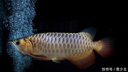 龍魚幼魚吃什么長得快些龍魚幼魚吃什么長得快些：龍魚幼魚吃什么長得快