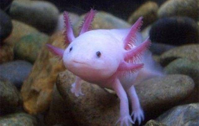 六角恐龍魚是淡水魚嗎？
