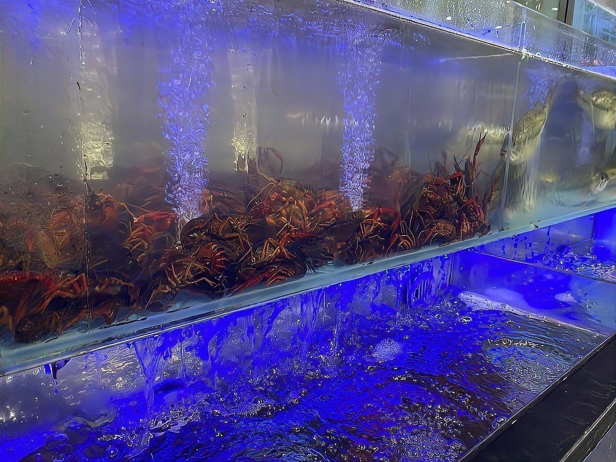 六角恐龍魚是淡水魚嗎？