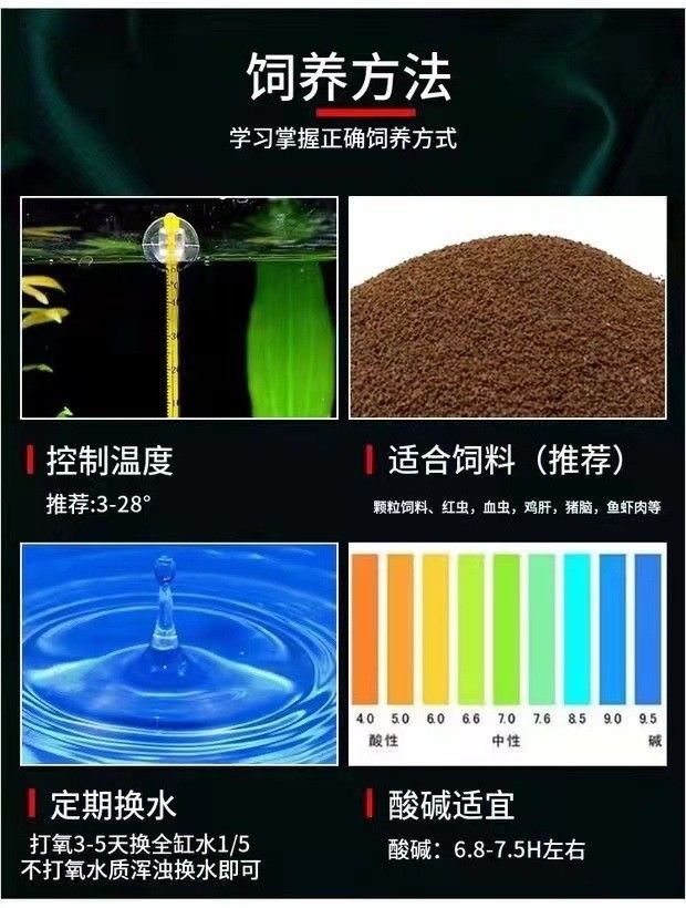 六角恐龍魚是淡水魚嗎？