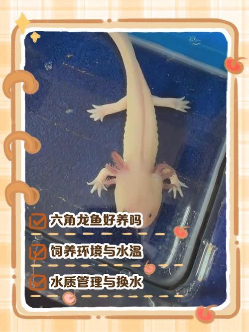 六角龍魚養