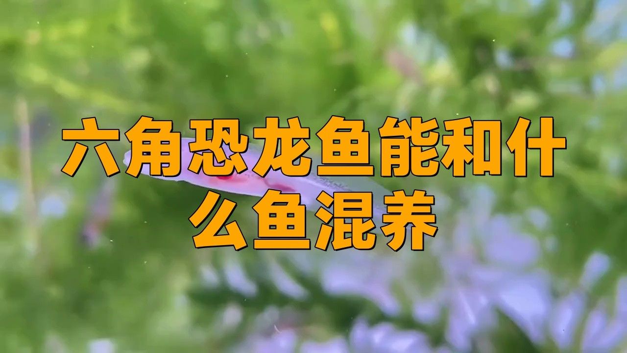 六角恐龍魚會攻擊其他魚嗎
