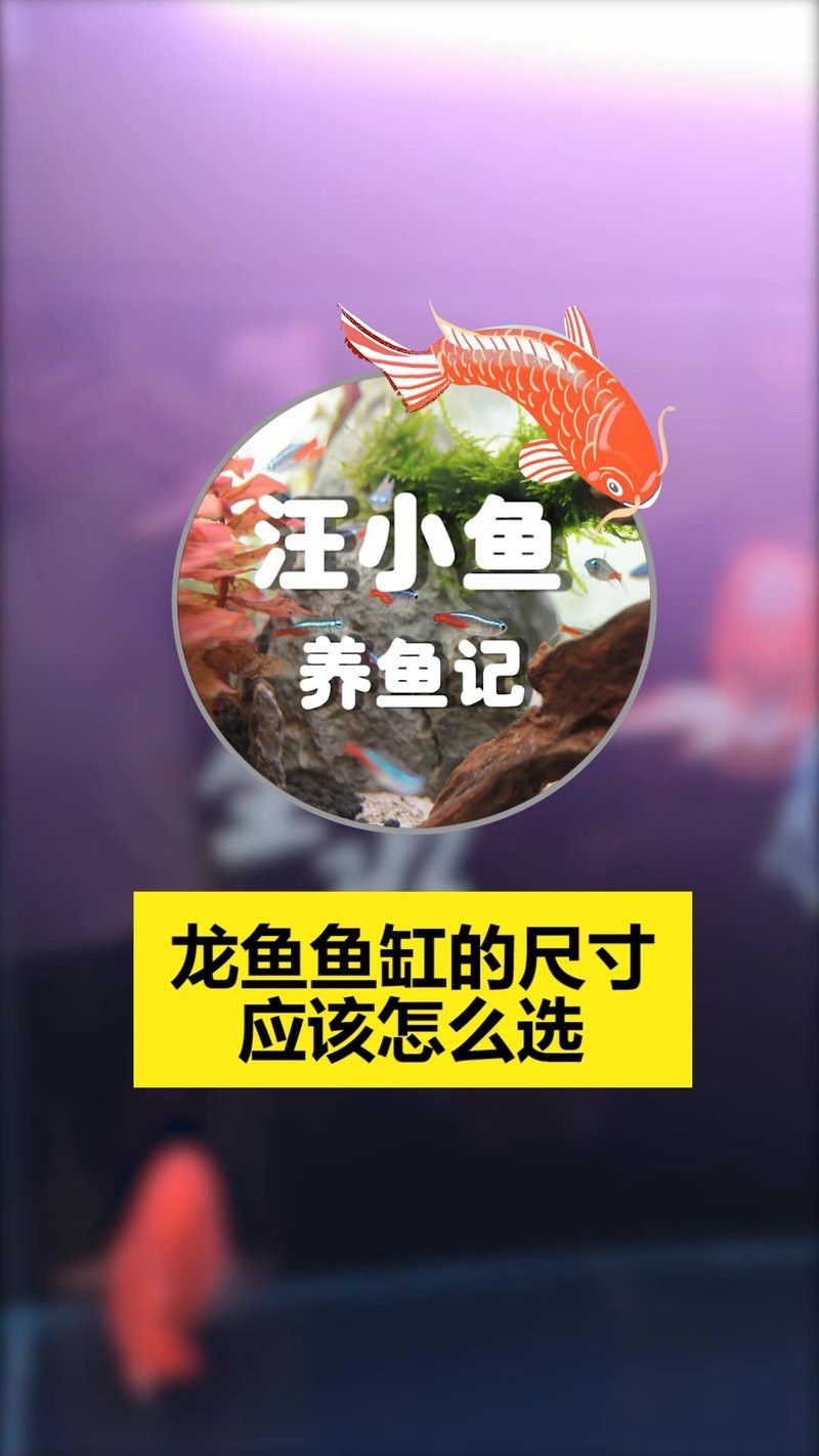 白子招財龍需要多大的魚缸