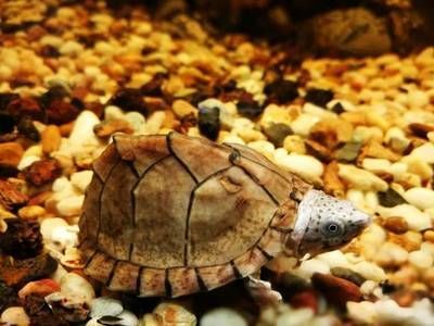龍魚被嚇到了不吃怎么辦呀：龍魚不吃東西怎么辦