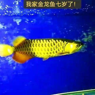 金龍魚的本領：金龍魚的“本領”