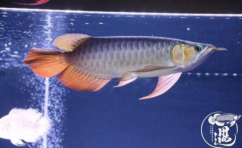 古典金龍魚燈光擺放位置圖