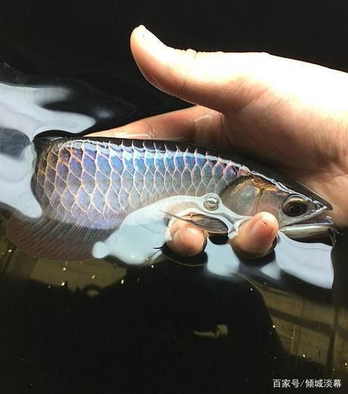古典金龍魚燈光擺放位置圖