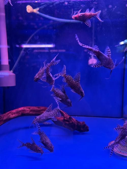 古典金龍魚燈光擺放位置圖