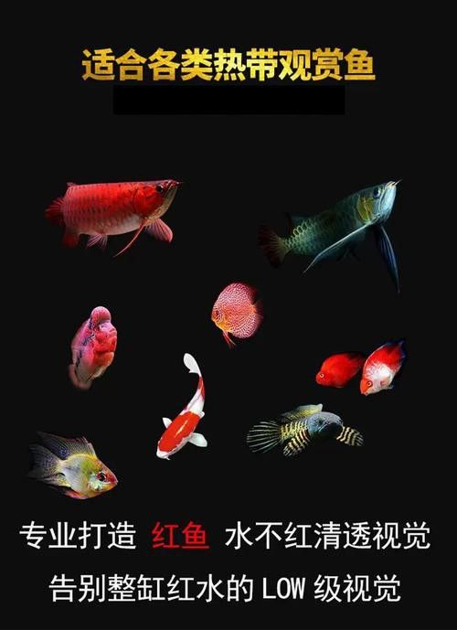 古典金龍魚燈光擺放位置圖