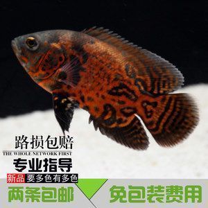 金龍魚品種介紹，金龍魚品種分類為以下幾類，