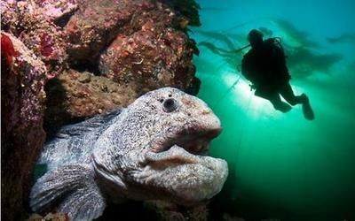 龍魚(yú)只咬碎：龍魚(yú)只咬碎食物可能是由于以下幾個(gè)原因以下幾個(gè)原因
