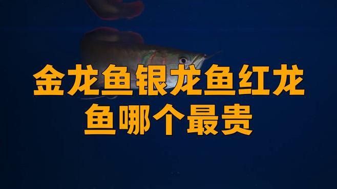 過背金龍和紅龍哪個更值錢？