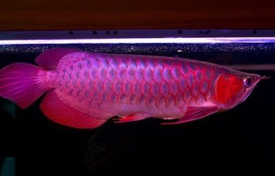 紅龍魚品種大小排名