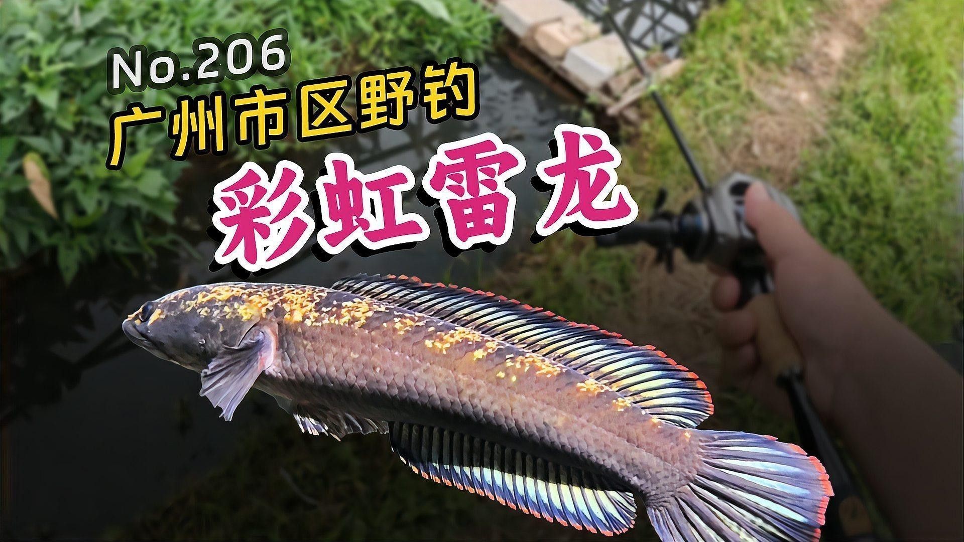 如何檢測水質是否適合彩虹雷龍魚？