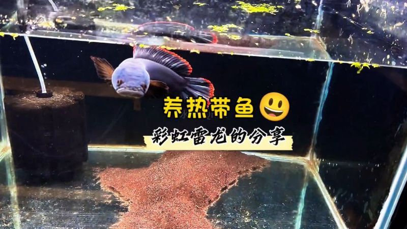 如何檢測水質是否適合彩虹雷龍魚？
