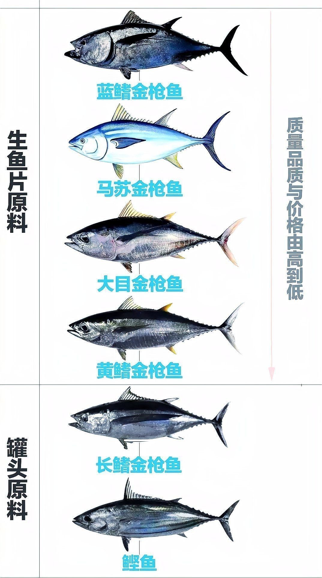 金槍魚和三文魚哪個貴