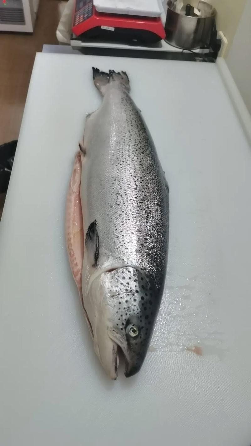 金槍魚和三文魚哪個貴