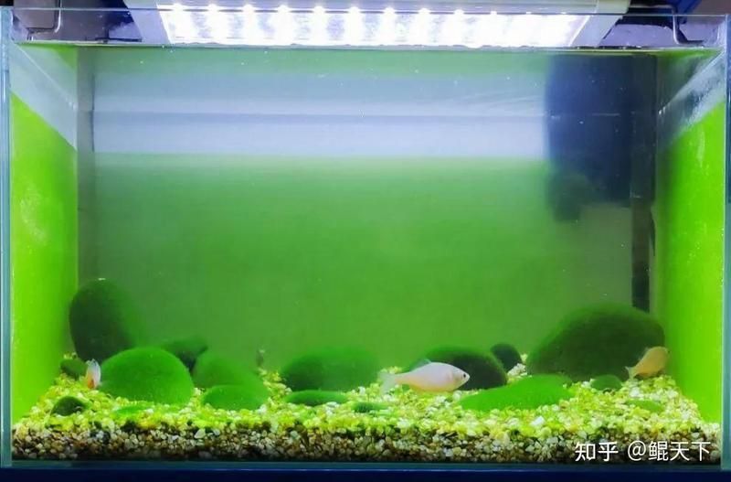 龍魚清潔魚最佳方法