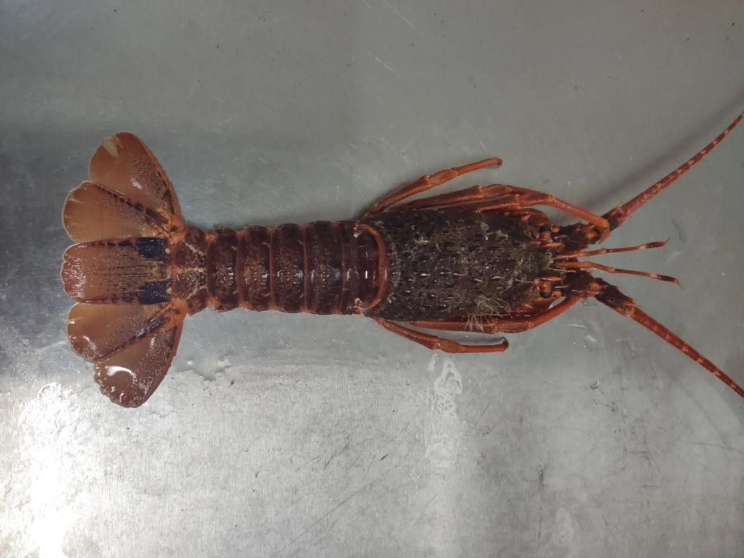 如何辨別紅龍龍蝦的真偽？