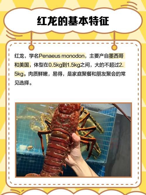 如何辨別紅龍龍蝦的真偽？