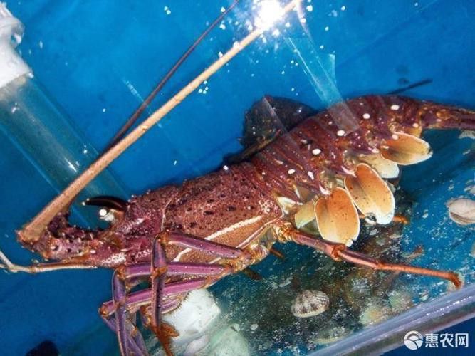 如何辨別紅龍龍蝦的真偽？