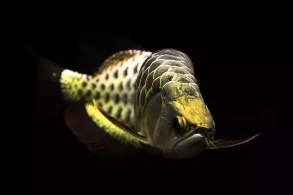 龍魚健康狀態自我檢測方法：如何自我檢測龍魚的健康狀態