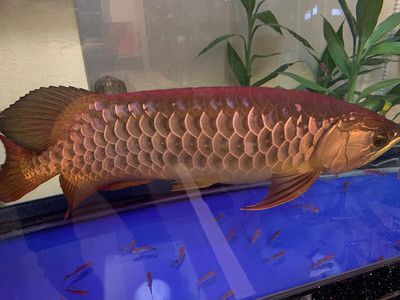白金金龍魚長大什么樣：白金金龍魚的外觀特征