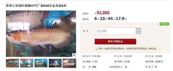 怎確定觀賞金龍魚心片證書真假（如何辨別龍魚品牌真偽）