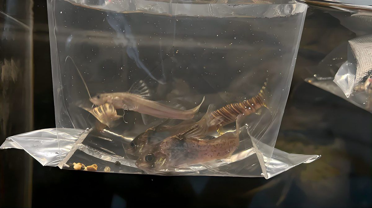 金龍魚混養需要多長時間磨合