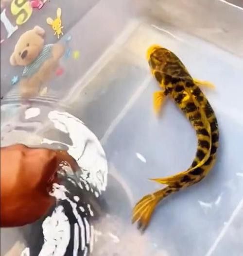 金色雷龍魚多少錢一條圖片