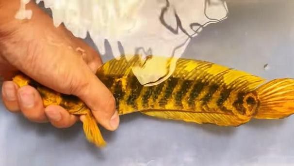 金色雷龍魚多少錢一條圖片